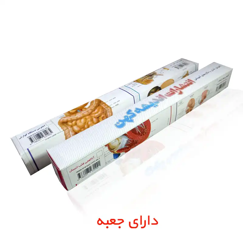 پوستر آموزشی انتشارات اندیشه کهن مدل کالبدشناسی دستگاه بینایی کد 35-50