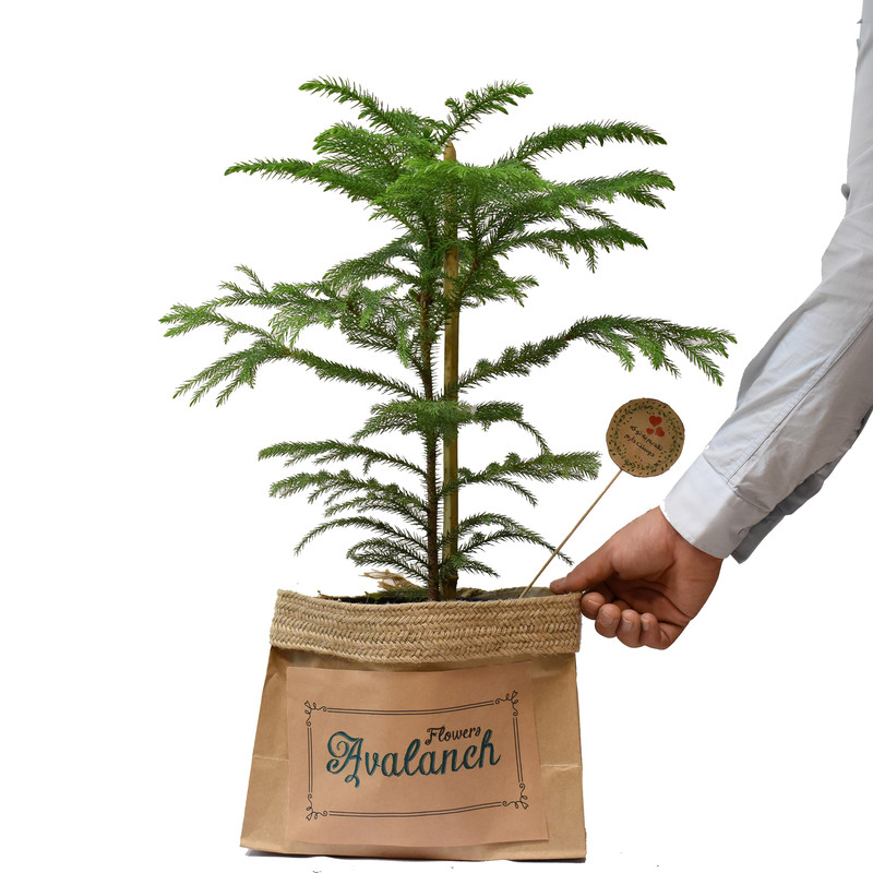 گیاه طبیعی کاج مطبق کد P.A.019