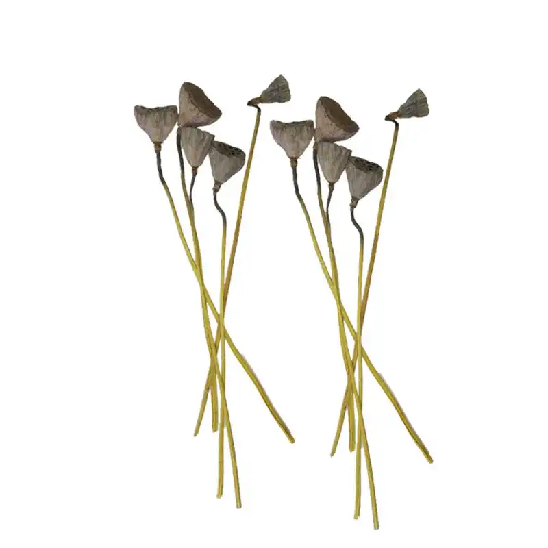 گل خشک مدل نیلوفر مرداب مجموعه 10 عددی