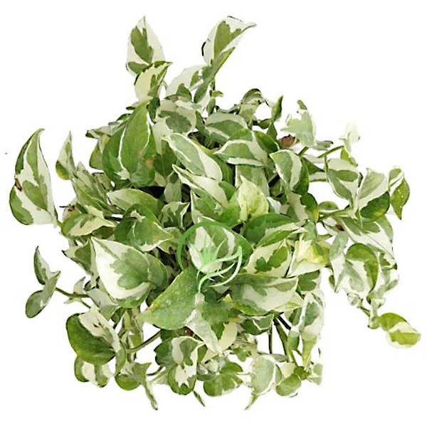 گیاه طبیعی پتوس تافکو مدل مینیاتوری کد 2037