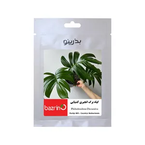 بذر گل گیاه برگ انجیری کنتیایی بذرینو کد BZNO-125