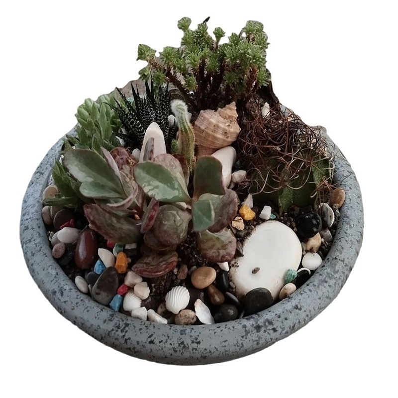 گیاه طبیعی کاکتوس کد 24