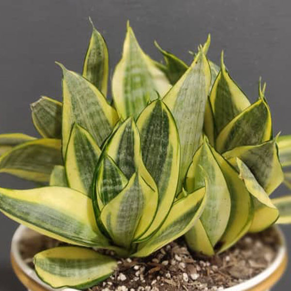 گیاه طبیعی سانسوریا مدل ابلق