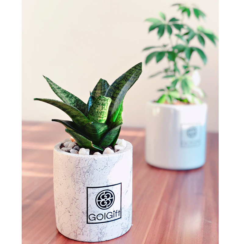 گیاه طبیعی سانسوریا پاکوتاه گل گیفت کد GP010