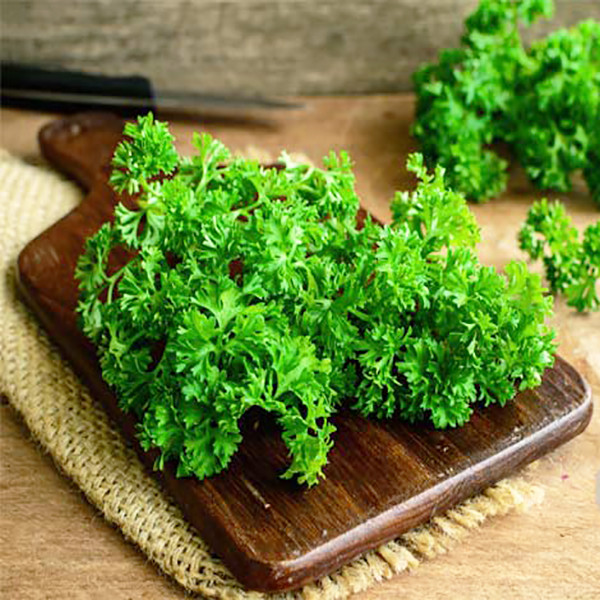 بذر جعفری فر وانیا سید مدل S24