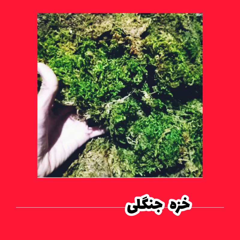 خزه مدل اسفاگنوم حجم 4 لیتر