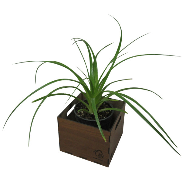 گیاه طبیعی آگاو هچتیا ناردونه کد M01 گیاه طبیعی آگاو هچتیا ناردونه کد M01