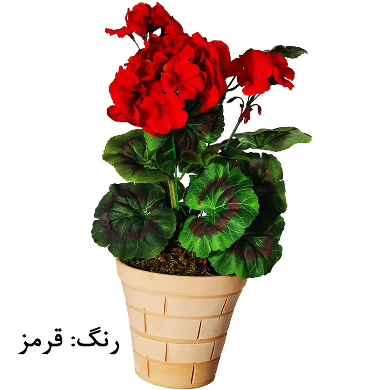 عکس شماره 4