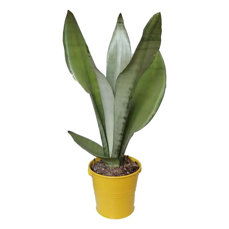 گیاه طبیعی سانسوریا مهتابی کد yf01