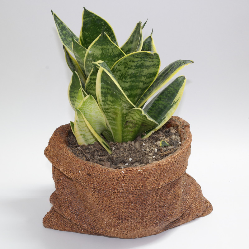 گیاه طبیعی سانسوریا مدل ابلق کد JN6