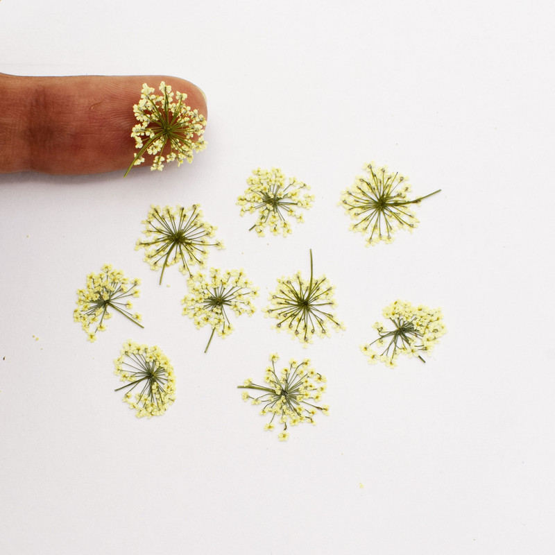 گل خشک مدل شوکران wt بسته 10 عددی