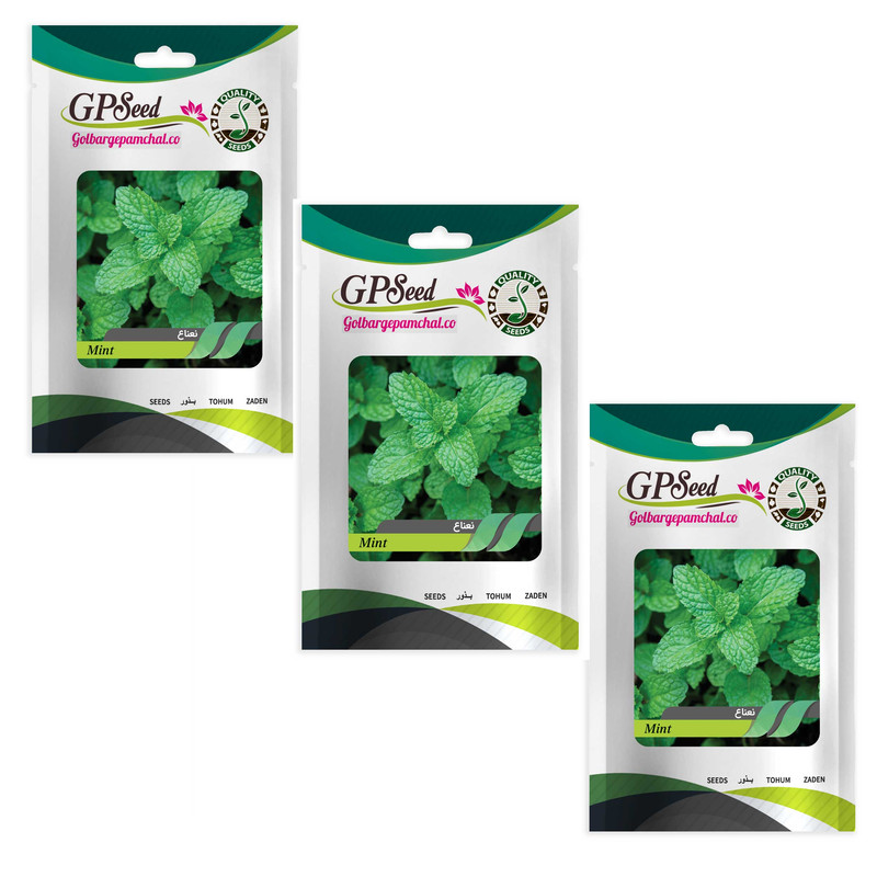 بذر نعناع گلبرگ پامچال کد GPF-329 مجموعه 3 عددی