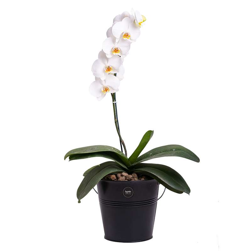 گیاه طبیعی ارکیده بنیس فلاور مدل P-31 گیاه طبیعی ارکیده بنیس فلاور مدل P-31