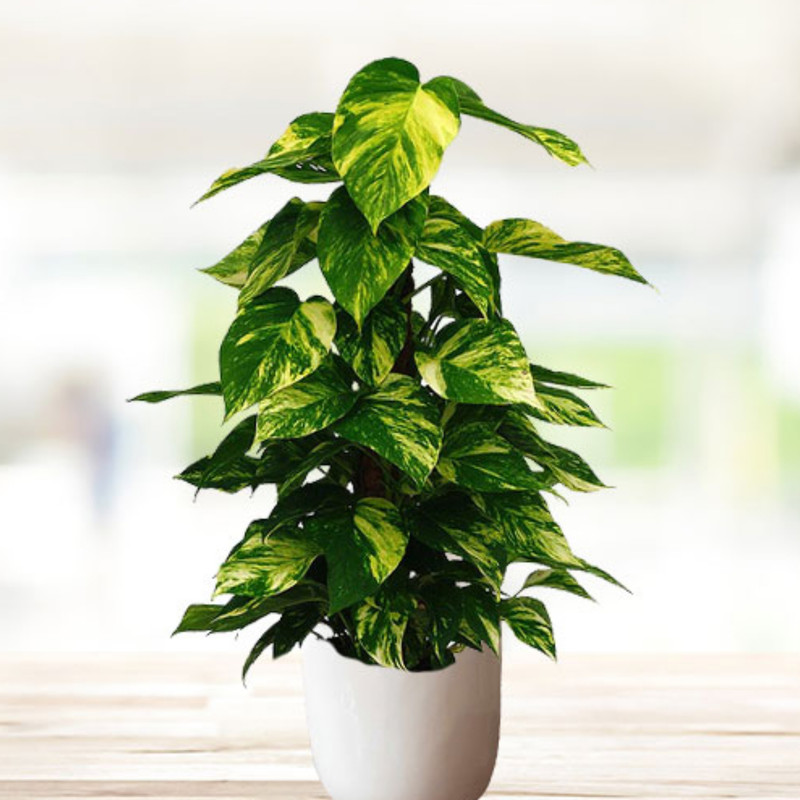 قیم بند مدل 90 cm مجموعه 10 عددی