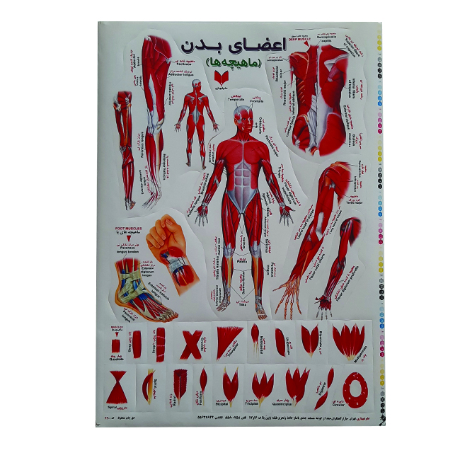 برچسب طرح ماهیچه ها کد 10
