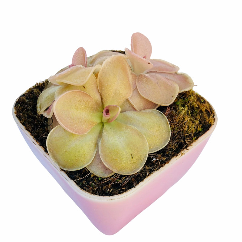 گیاه طبیعی گوشتخوار پینگویکولا مدل Pin03