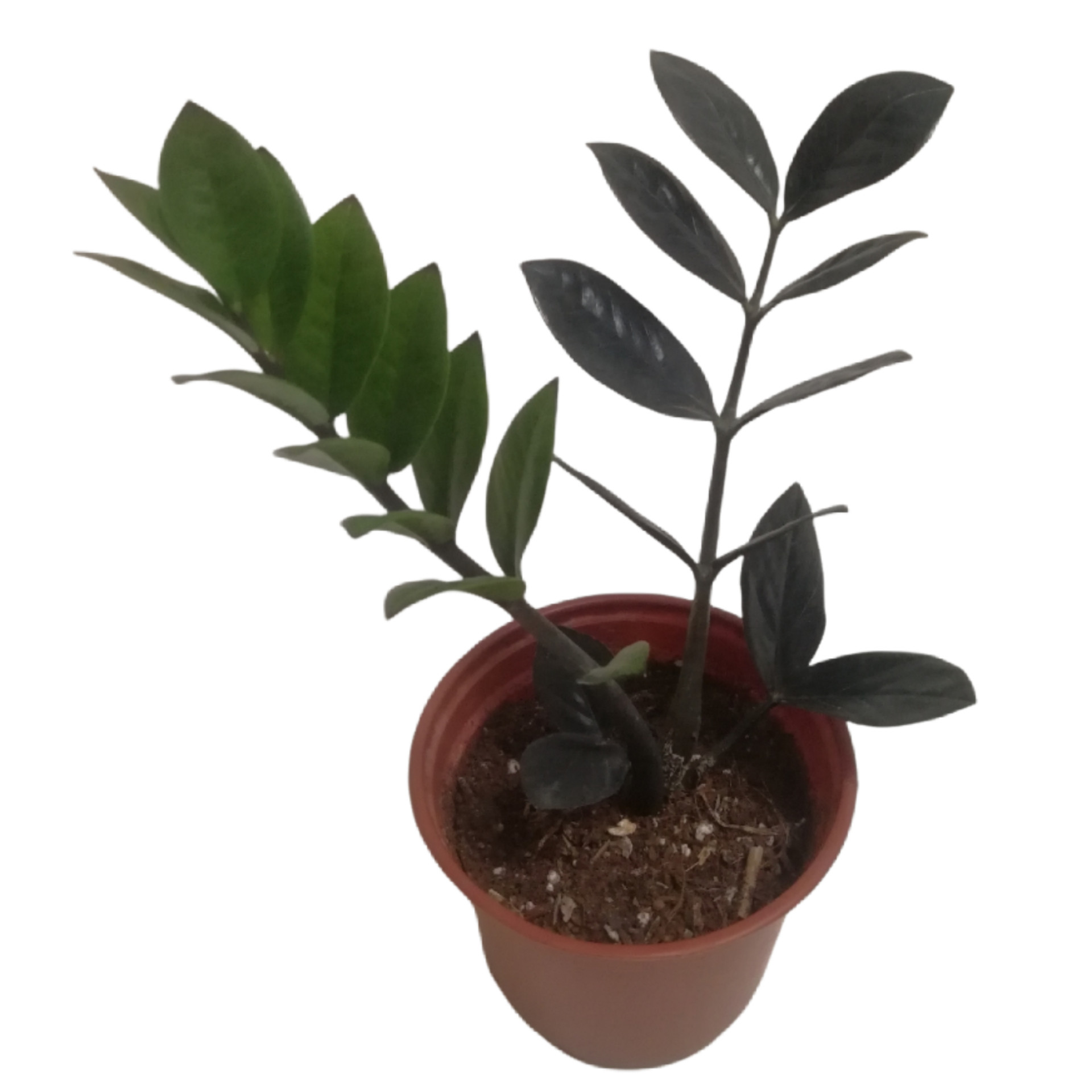 گیاه طبيعي زاموفيليا مدل سوپر بلك كد MS-04