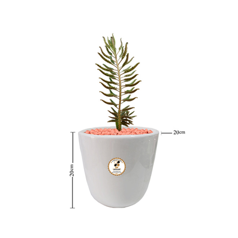 گیاه طبیعی کاکتوس اشک زلیخا شرکت گلباران سبز گیلان مدل GN13-40M گیاه طبیعی کاکتوس اشک زلیخا شرکت گلباران سبز گیلان مدل GN13-40M