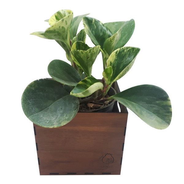 گیاه طبیعی پیرومیا ناردونه کد AB - S02