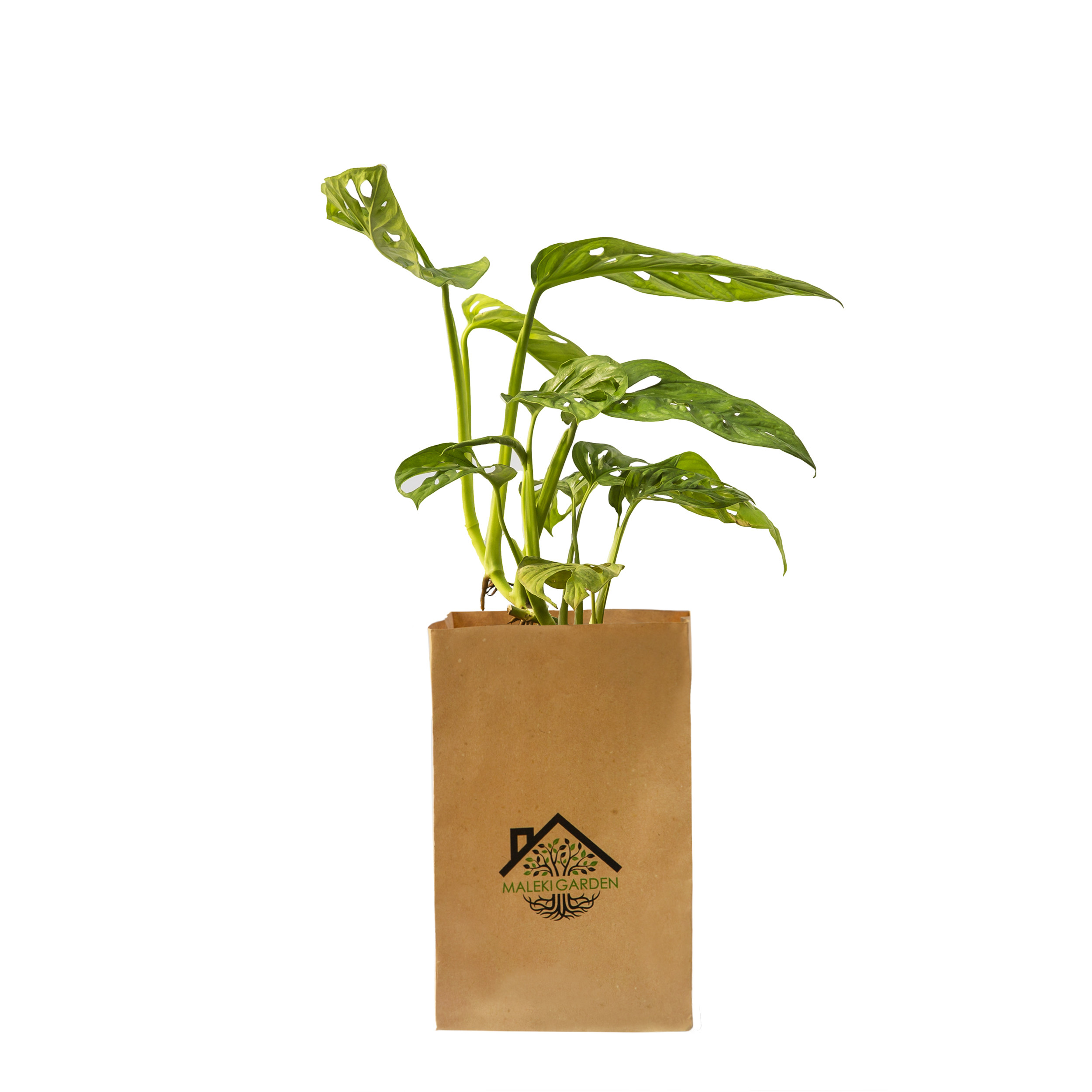 گیاه آپارتمانی پیتوس حصیری ملکی گاردن مدل MG03