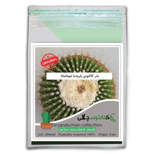 بذر کاکتوس پارودیا شومانیانا  کاکتوسچی مدل AM-052