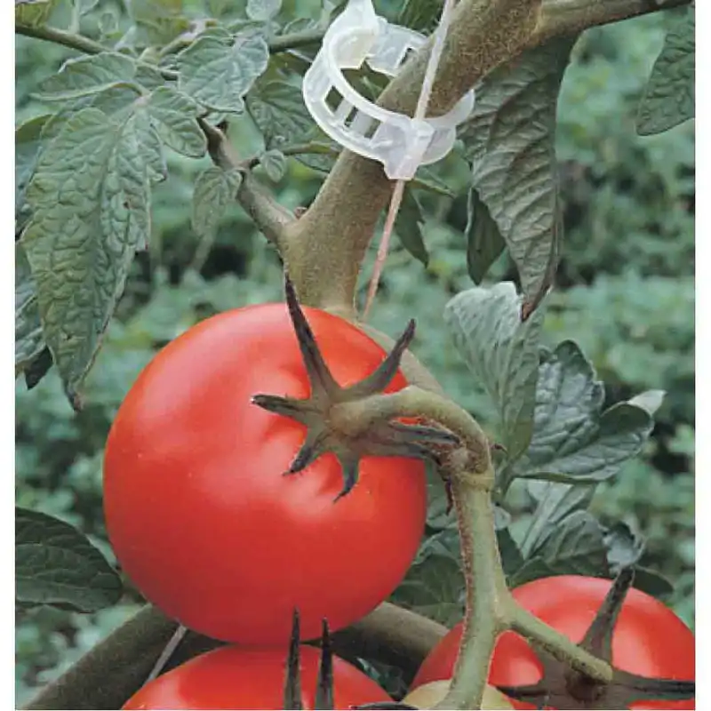 قیم بند مدل پلی اتیلنی بسته 100 عددی