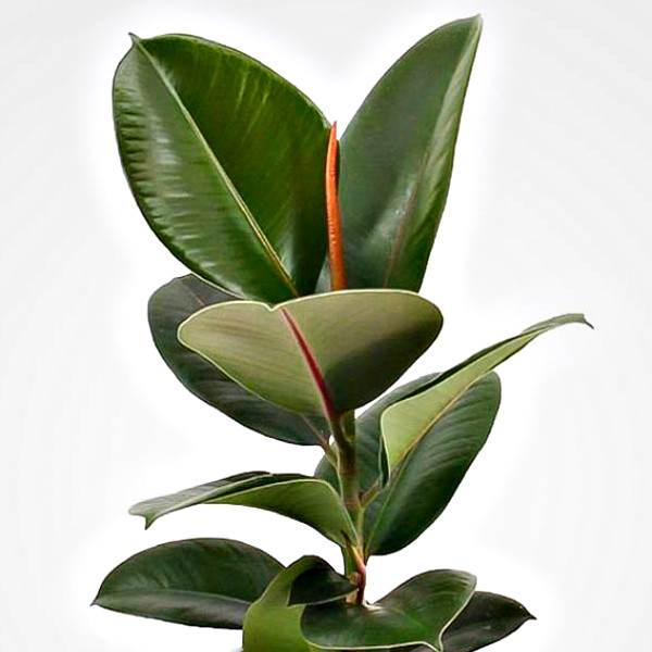 گل طبیعی فیکوس سبز تافکو کد 1402