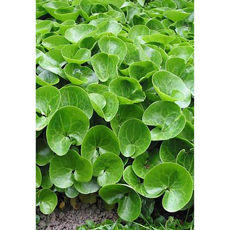 بذر چمن دایکوندرا فصل سبز کد FSSEED-036