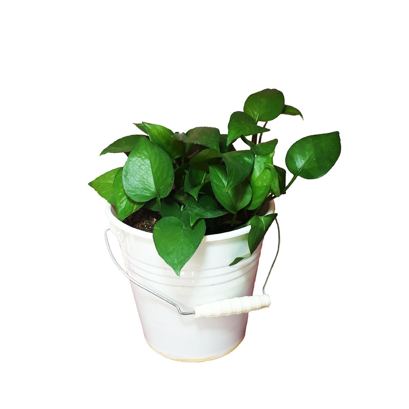 گیاه طبیعی پتوس کد AS-6-1