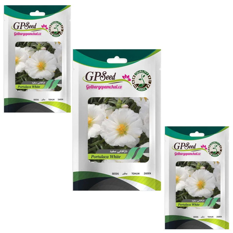 بذر گل ناز آفتابی پاکوتاه سفید گلدانی گلبرگ پامچال کد GPF-088 مجموعه 3 عددی