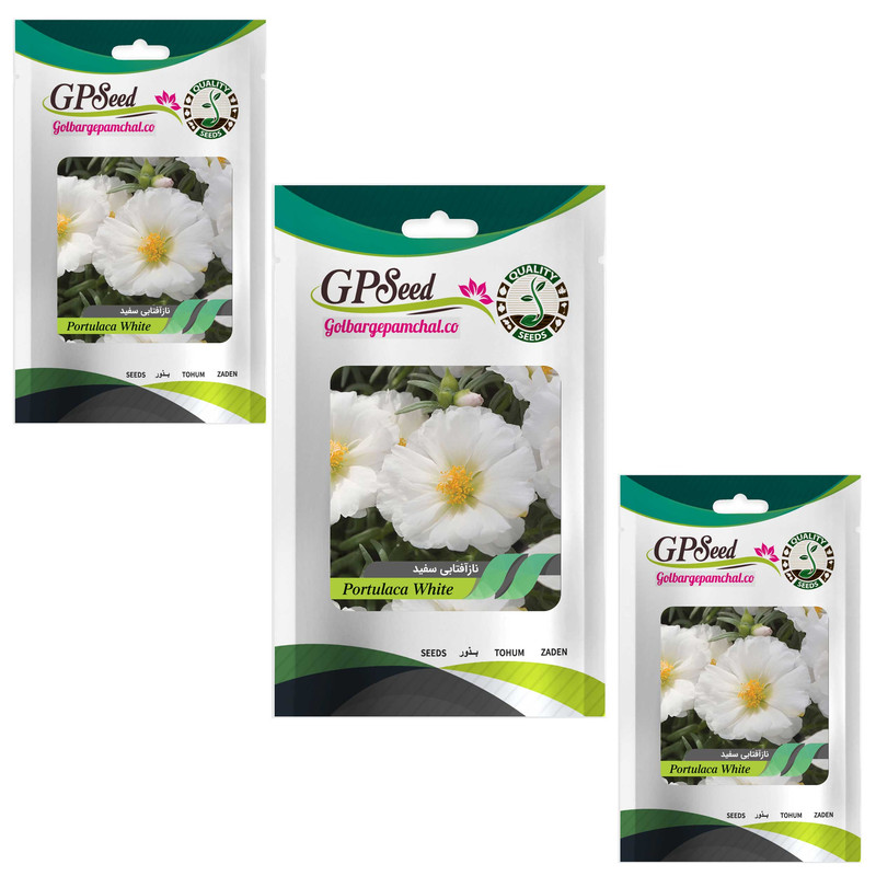 بذر گل ناز آفتابی پاکوتاه سفید گلدانی گلبرگ پامچال کد GPF-088 مجموعه 3 عددی