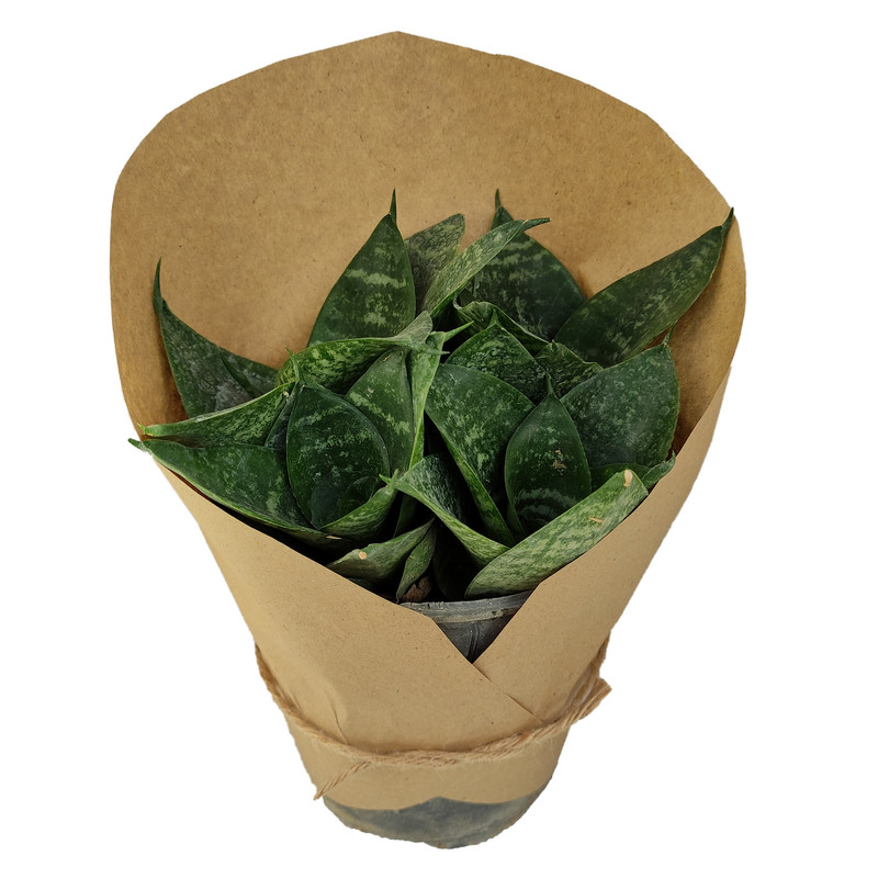 گیاه طبیعی سانسوریا پاکوتاه کد yt20 گیاه طبیعی سانسوریا پاکوتاه کد yt20