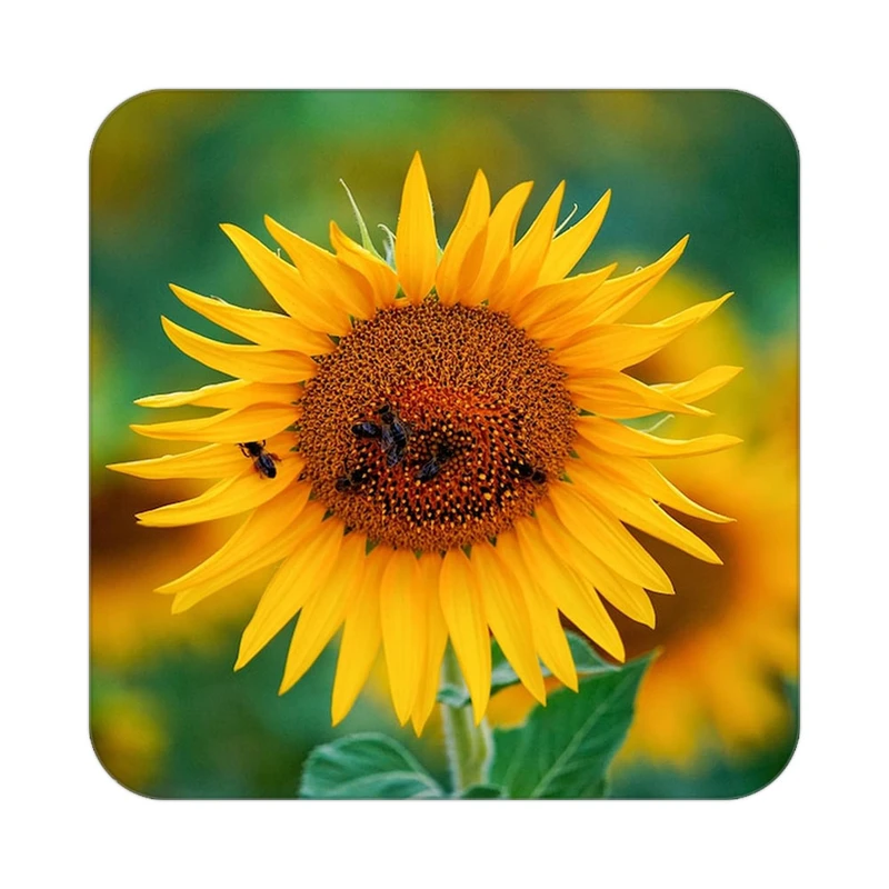 زیر لیوانی کاکتی طرح گل مدل mp18746