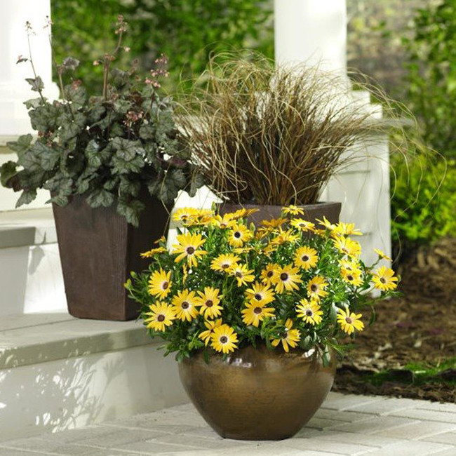 بذر گل استئوسپرموم الوان وانیا سید مدل O326