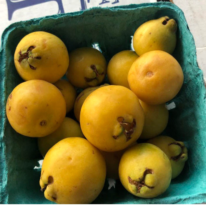 بذر میوه گواوا زرد گیلاسی توت فرنگی گلس گاردن مدل GL10