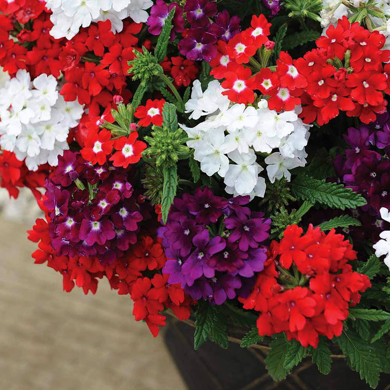 بذر گل شاهپسند الوان سانیا سید مدل ss36 بذر گل شاهپسند الوان سانیا سید مدل ss36