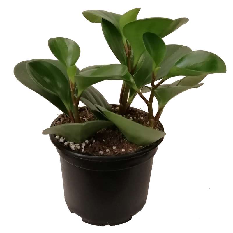 گیاه طبیعی قاشقی کد pg_01 گیاه طبیعی قاشقی کد pg_01