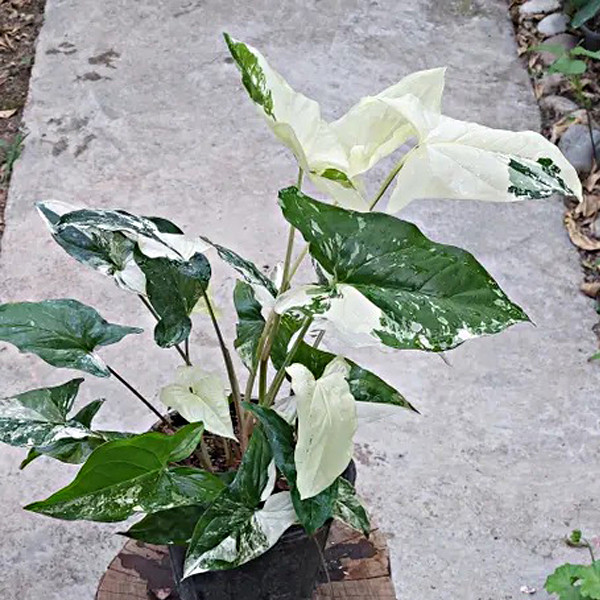 گیاه طبیعی سینگونیوم ابلق تافکو کد s1 مدل کلکسیونی گیاه طبیعی سینگونیوم ابلق تافکو کد s1 مدل کلکسیونی