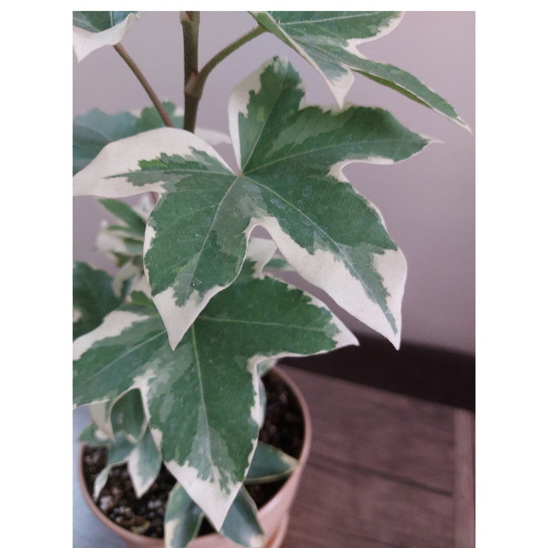 گیاه طبیعی آرالیا ابلق مدل F-36