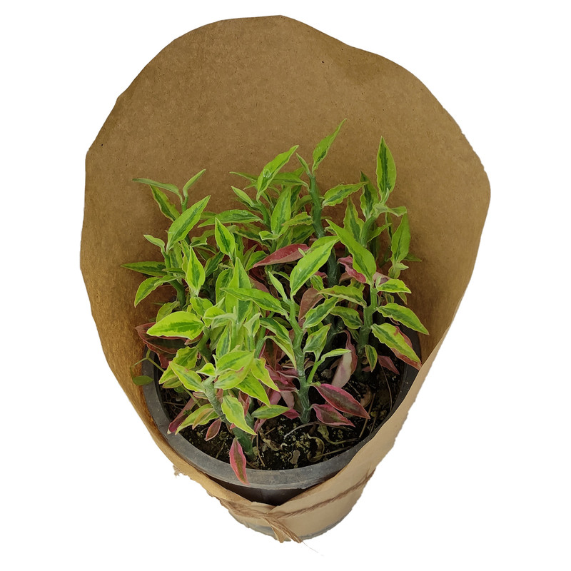 گیاه طبیعی پدیلانتوس کد yt32