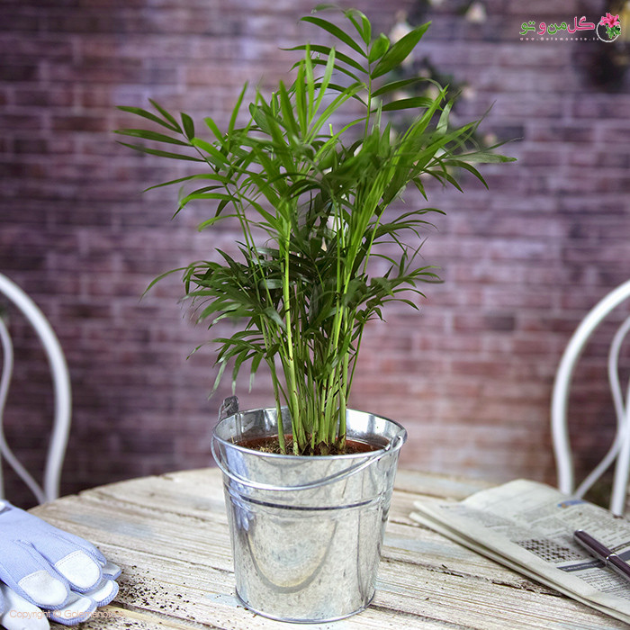 بذر نخل شامادورا سانیا سید مدل S118