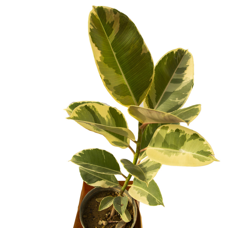 گیاه آپارتمانی فیکوس ابلغ ملکی گاردن مدل MG02 گیاه آپارتمانی فیکوس ابلغ ملکی گاردن مدل MG02