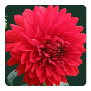 مگنت طرح گل کوکب کد NIM2283 