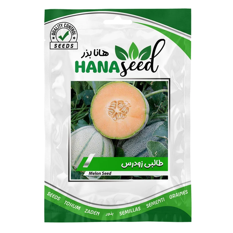 بذر طالبی زودرس هانا کد 10044