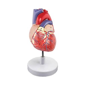 نقد و بررسی بازی آموزشی مدل مولاژ آناتومی قلب انسان کد A027 توسط خریداران