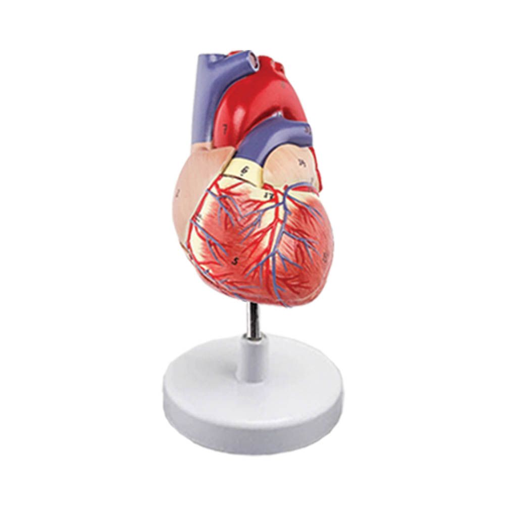 بازی آموزشی مدل مولاژ آناتومی قلب انسان کد A027 -  - 1