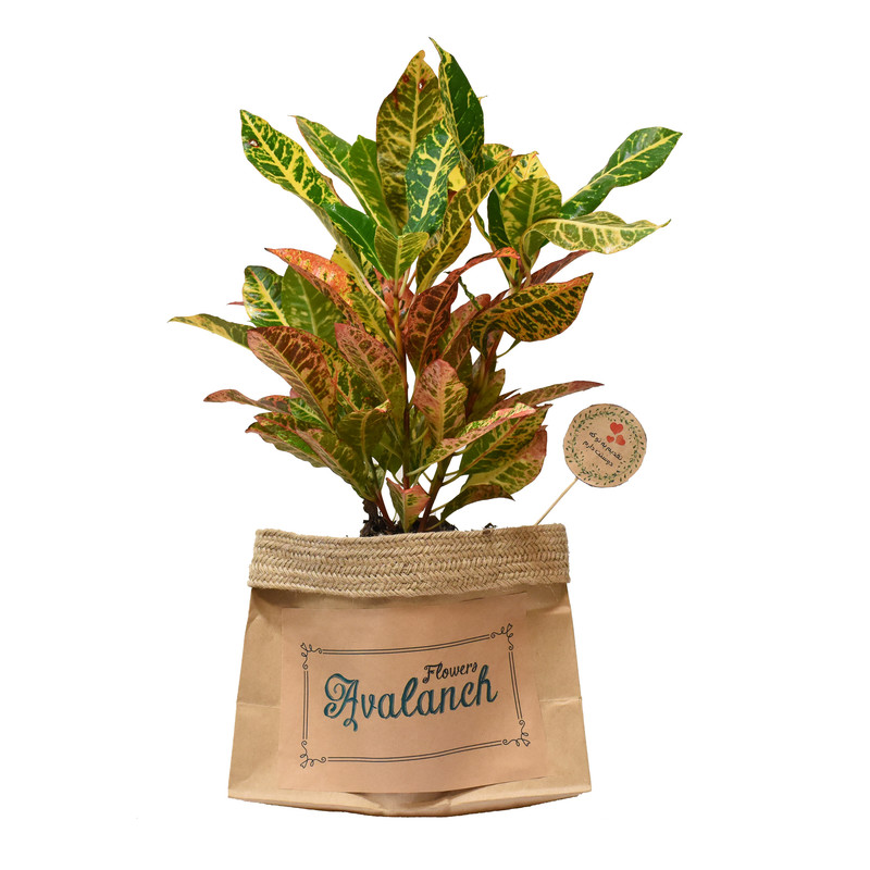 گیاه طبیعی کروتون کد P.A.016