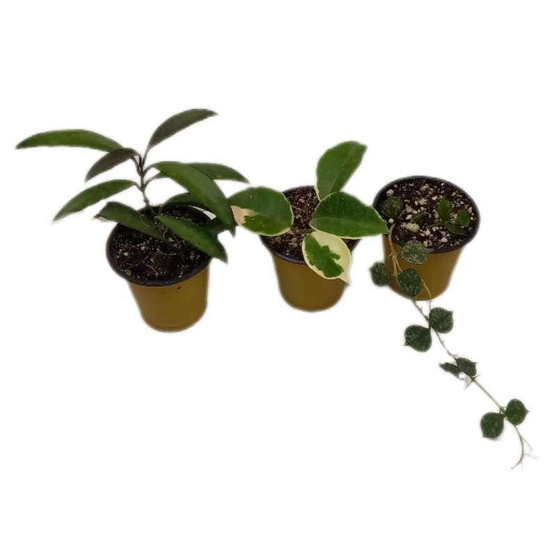 گیاه طبیعی هویا کد 088 بسته 3 عددی گیاه طبیعی هویا کد 088 بسته 3 عددی