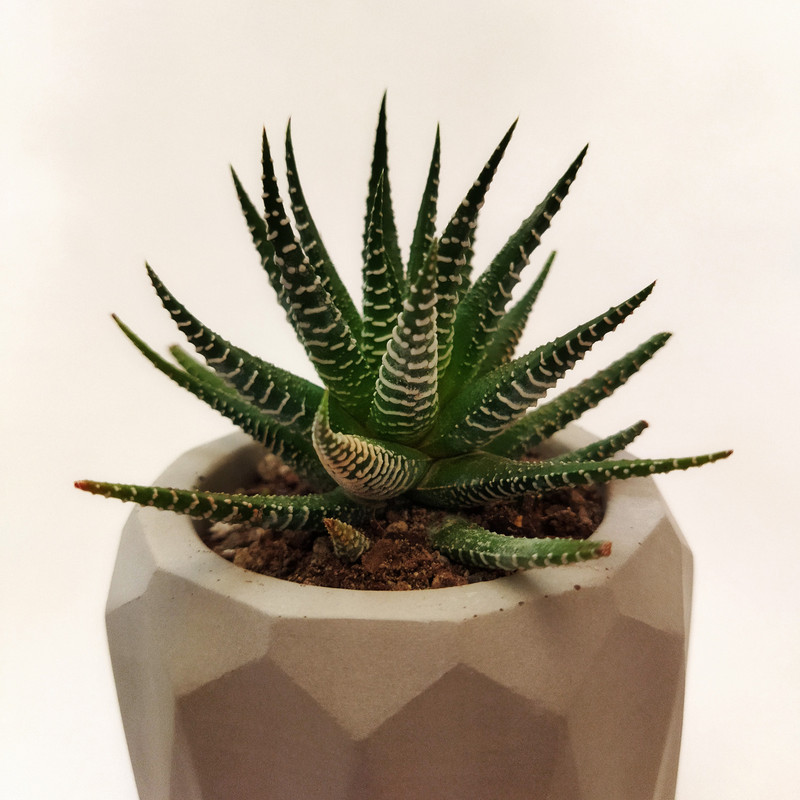 گیاه طبیعی کاکتوس هاورتیا کد pg_17 گیاه طبیعی کاکتوس هاورتیا کد pg_17