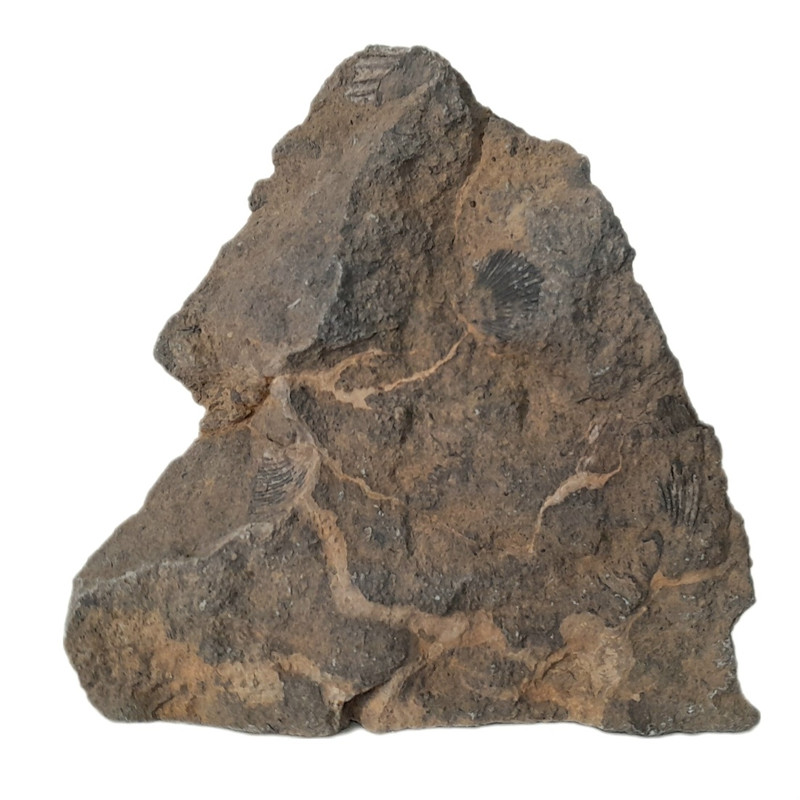 سنگ راف مدل فسیل صدفی کد 198